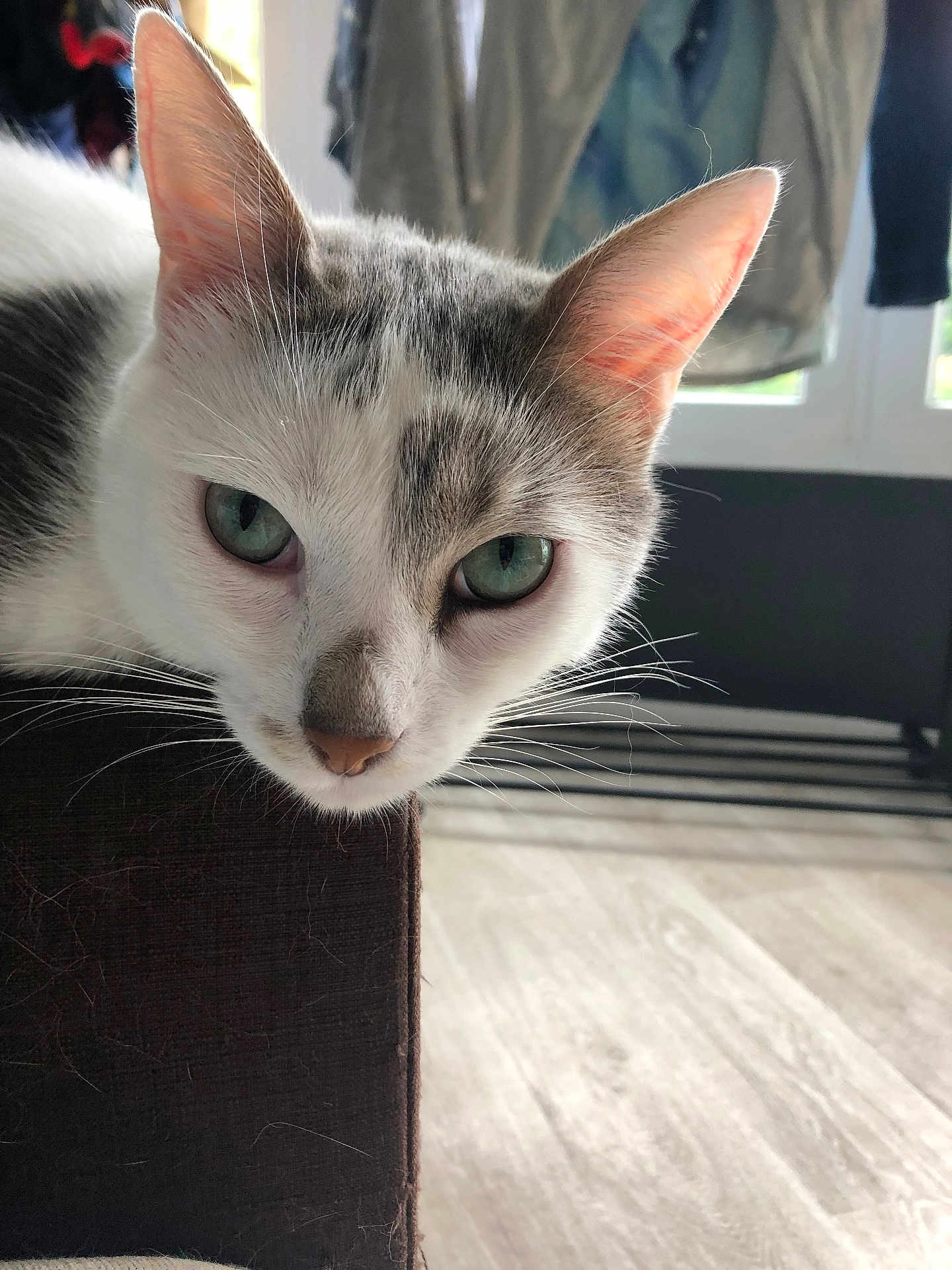 Gilbert participe au concours pour gagner de l'argent avec cette photo : cat, close_up, indoor, furniture, window, whiskers, green_eyes, resting, curious, pet, animal, domestic, light, shadow, floor, room, head, ears, nose, fur