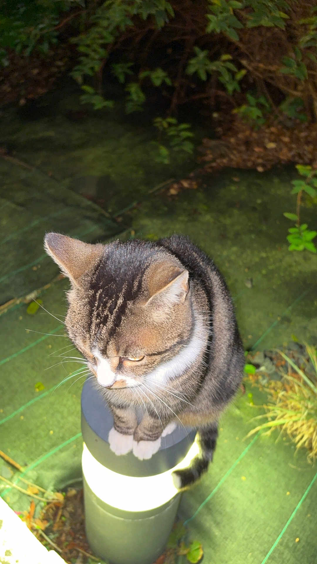 Maurice a rejoint le concours — aidez-le/la à gagner de superbes lots ! cat, tabby, animal, pet, lamp_post, night, outdoor, garden, perched, fur, whiskers, tail, light, glowing, greenery, plants, nature, closeup, small, cute