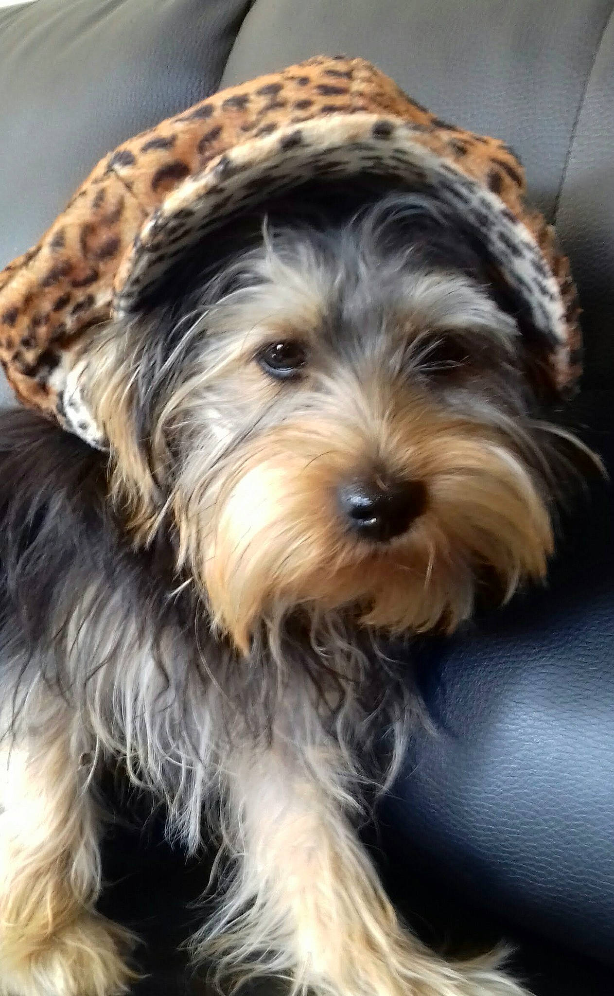 Rudy participe au concours pour gagner de l'argent avec cette photo : biewer_terrier, canidae, carnivore, companion_dog, dog, dog_breed, dog_supply, fashion_accessory, fur, liver, maltepoo, puppy, small_terrier, snout, sporting_group, terrier, toy_dog, water_dog, working_animal, yorkshire_terrier