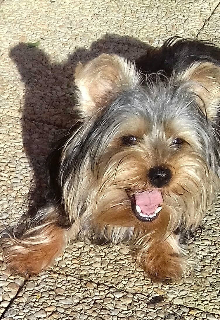 Rudy participe au concours pour gagner de l'argent avec cette photo : australian_terrier, biewer_terrier, canidae, carnivore, companion_dog, dog, dog_breed, eye, fur, liver, road_surface, small_terrier, snout, sporting_group, terrestrial_animal, terrier, toy_dog, water_dog, yorkipoo, yorkshire_terrier