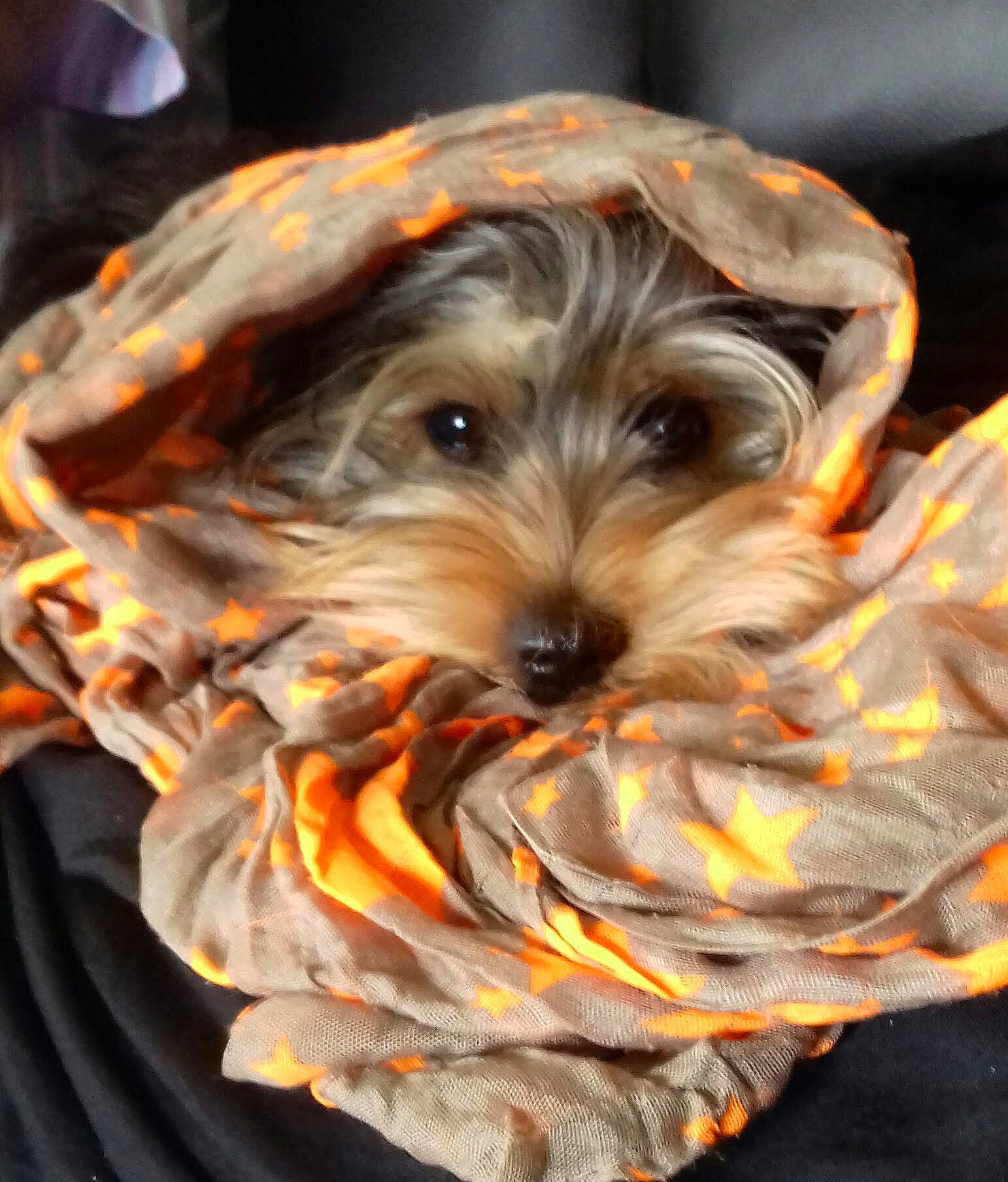 Rudy a rejoint le concours — aidez-le/la à gagner de superbes lots ! art, biewer_terrier, canidae, carnivore, companion_dog, dog, dog_breed, dog_clothes, fashion_accessory, fictional_character, fur, small_terrier, snout, sporting_group, terrier, toy_dog