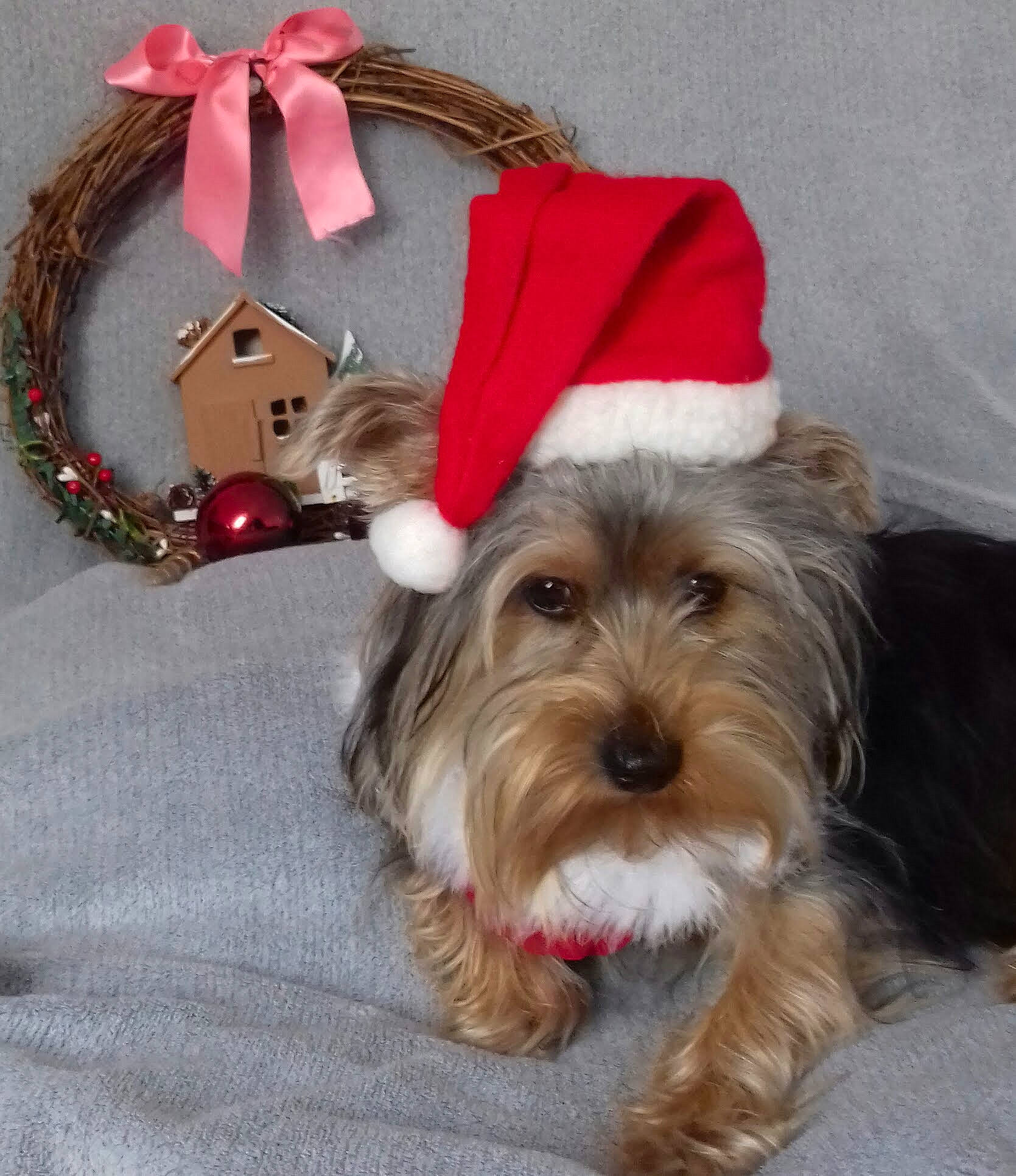 Rudy participe au concours pour gagner de l'argent avec cette photo : carnivore, collar, companion_dog, costume_hat, dog, dog_breed, dog_supply, event, fashion_accessory, fawn, fur, hat, holiday, liver, pet_supply, small_terrier, snout, terrier, toy_dog, working_animal