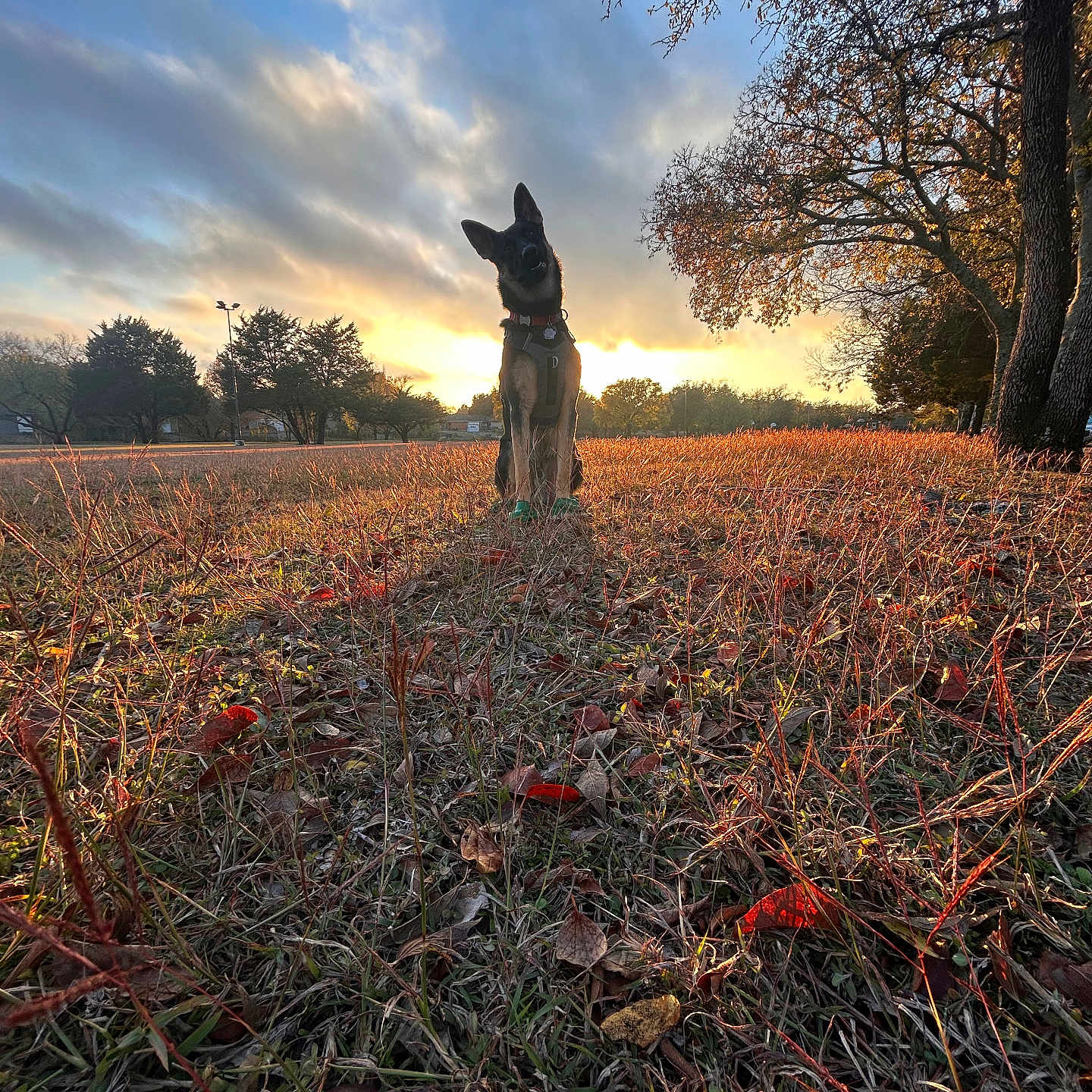 Rex is registered to the contest to win money with this photo: animal, autumn, bird, canine, dog, field, grass, grassland, ground, land, nature, outdoors, pet, photography, plant, savanna, sky, sunlight, tree, vegetation