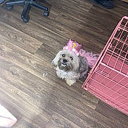 Bellamae is registered to the contest to win money with this photo: accessory, animal, birthday_crown, celebration, costume, crate, curious, cute, dog, floor, fur, home, indoor, looking_up, pet, pink, small_dog, toy, tutu, wooden_floor