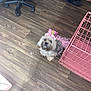 accessory, animal, birthday_crown, celebration, costume, crate, curious, cute, dog, floor, fur, home, indoor, looking_up, pet, pink, small_dog, toy, tutu, wooden_floor
