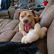 Athena is registered to the contest to win money with this photo: dog, couch, stuffed_toy, living_room, furniture, blanket, brown, happy, pet, indoor, toy, canine, cozy, relaxed, smiling, domestic, seat, comfort, fur, playful