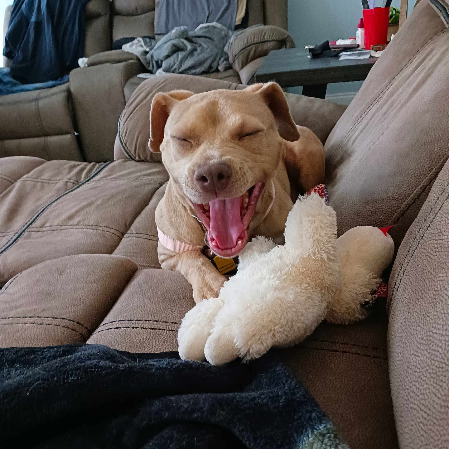 Athena is registered to the contest to win money with this photo: blanket, brown, canine, comfort, couch, cozy, dog, domestic, fur, furniture, happy, indoor, living_room, pet, playful, relaxed, seat, smiling, stuffed_toy, toy