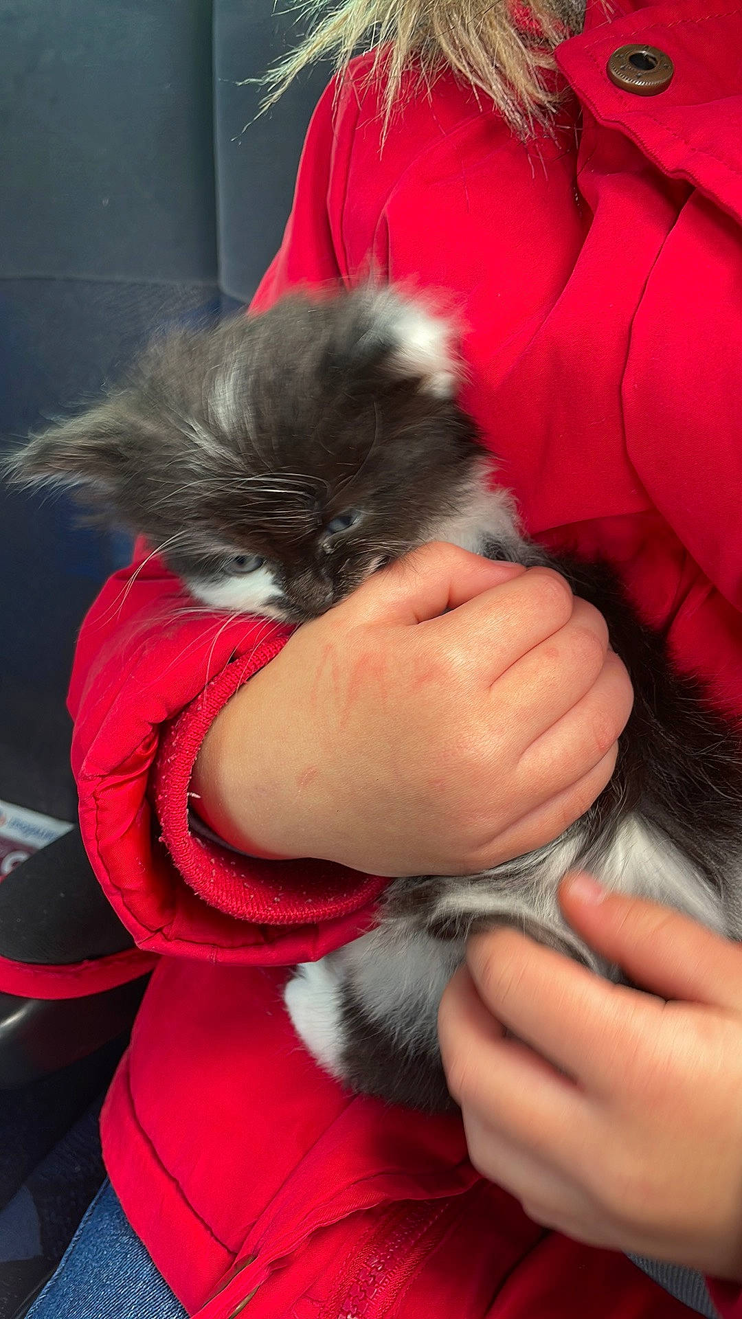 Moumoune a rejoint le concours — aidez-le/la à gagner de superbes lots ! black_hair, canidae, carnivore, cat, comfort, companion_dog, dog_breed, fawn, felidae, finger, fur, gesture, hand, nail, small_to_medium_sized_cats, snout, tail, toy_dog, whiskers, wrist