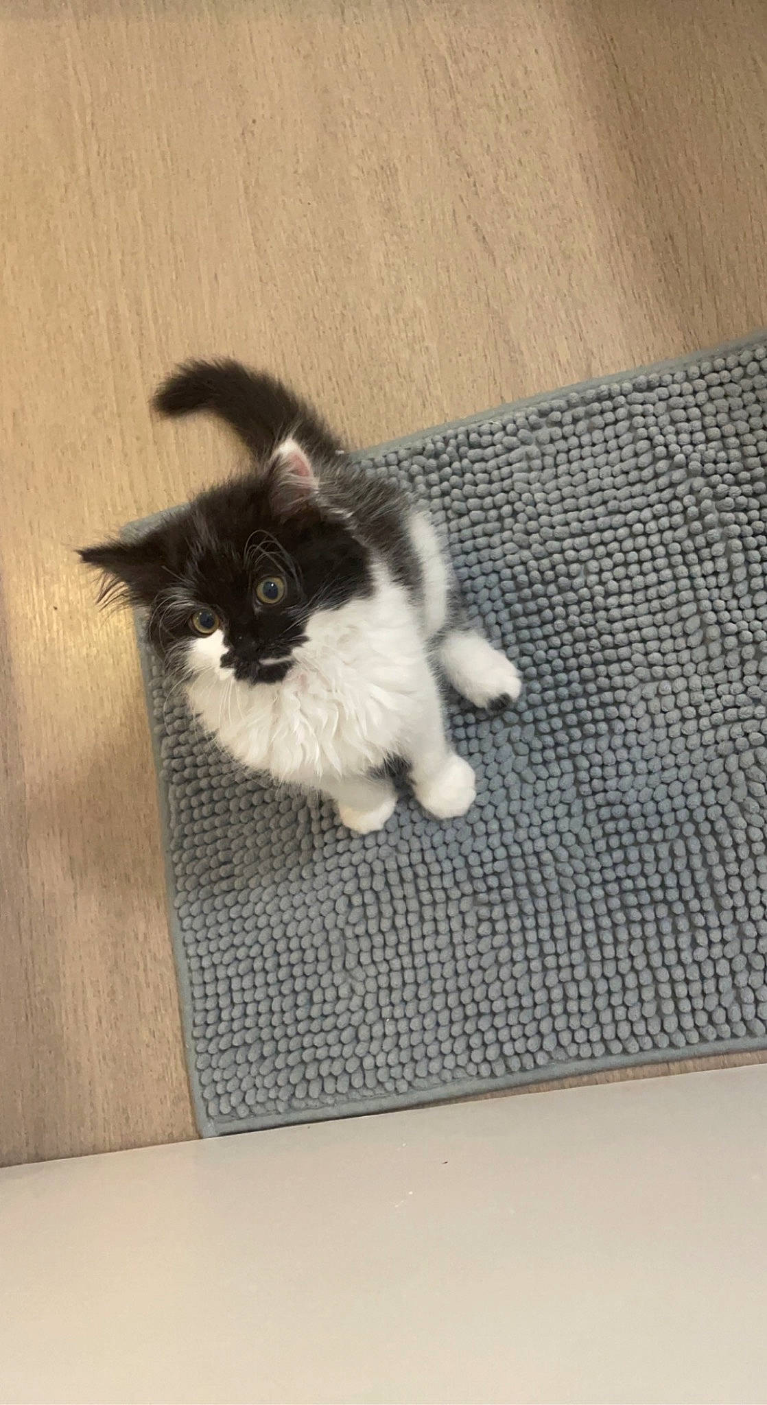 Moumoune a rejoint le concours — aidez-le/la à gagner de superbes lots ! canidae, carnivore, cat, claw, comfort, companion_dog, dog_breed, domestic_short_haired_cat, felidae, floor, flooring, fur, grey, hardwood, paw, rectangle, small_to_medium_sized_cats, tail, whiskers, wood