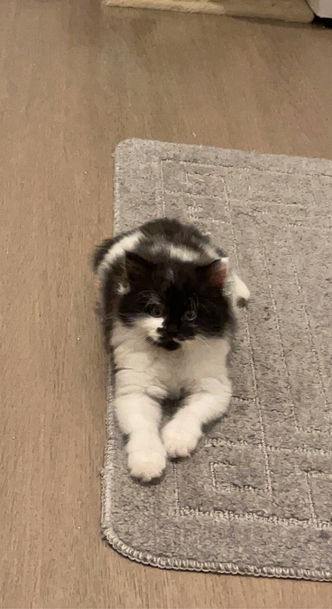 Moumoune participe au concours pour gagner de l'argent avec cette photo : canidae, carnivore, cat, claw, companion_dog, dog_breed, domestic_short_haired_cat, felidae, flooring, fur, hardwood, monochrome_photography, paw, small_to_medium_sized_cats, snout, sporting_group, tail, terrestrial_animal, whiskers, wood