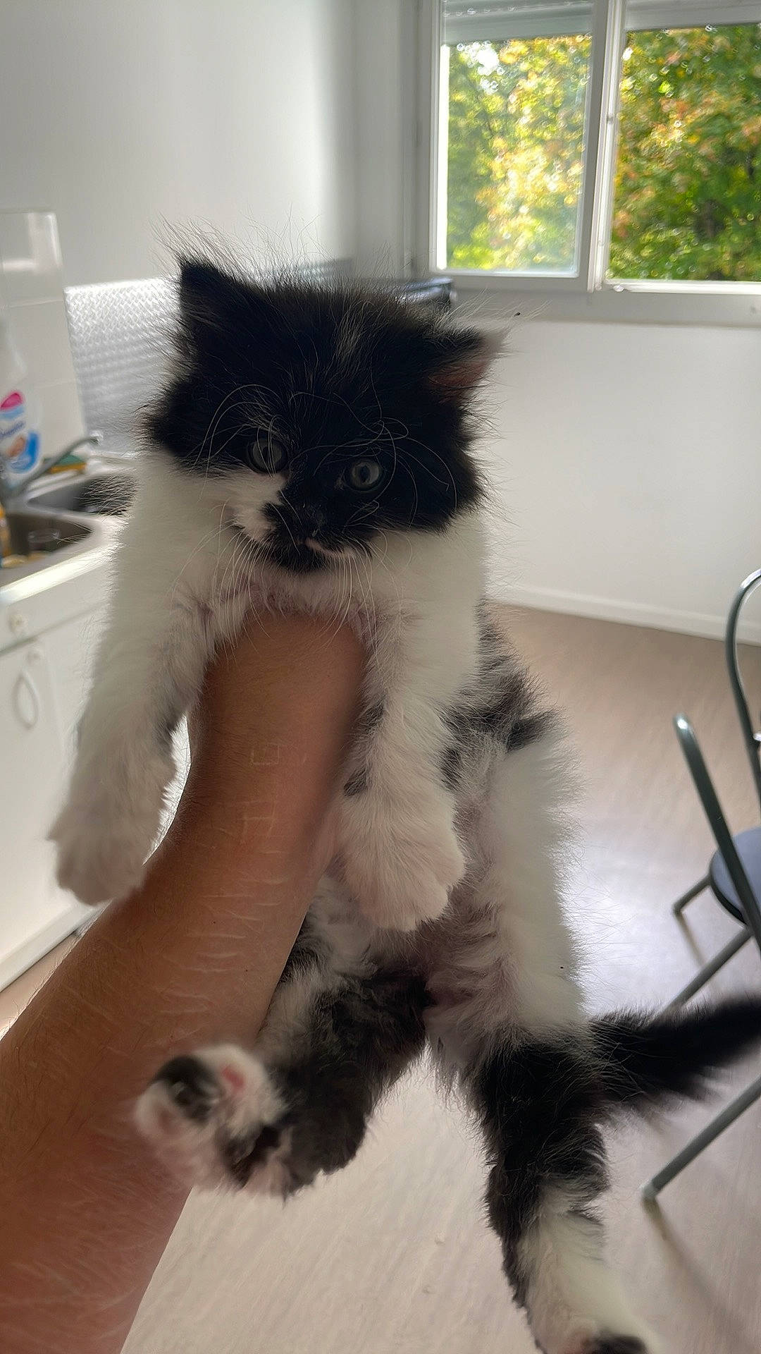 Moumoune a rejoint le concours — aidez-le/la à gagner de superbes lots ! british_longhair, carnivore, cat, claw, domestic_short_haired_cat, felidae, flooring, fur, paw, small_to_medium_sized_cats, snout, tail, terrestrial_animal, whiskers, window