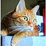 cat, orange_tabby, green_eyes, whiskers, close_up, indoor, curious, alert, soft_fabric, paws, feline, pet, animal, portrait, domestic_cat, table_cover, focus, blurred_background, mammal, cute