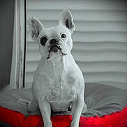Indiana participe au concours pour gagner de l'argent avec cette photo : bed, black_nose, cushion, dark_eyes, dog, french_bulldog, furniture, home, indoors, looking_at_camera, monochrome, pet, photography, portrait, red, serious, short_hair, sitting, upright_ears, white_fur