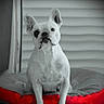 bed, black_nose, cushion, dark_eyes, dog, french_bulldog, furniture, home, indoors, looking_at_camera, monochrome, pet, photography, portrait, red, serious, short_hair, sitting, upright_ears, white_fur