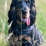 Dodger joined the competition — help win amazing prizes! dog, tongue, grass, outdoor, nature, pet, canine, animal, black_fur, brown_fur, collar, closeup, portrait, happy, playful, summer, field, fur, whiskers, muzzle