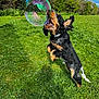 Dodger joined the competition — help win amazing prizes! dog, bubble, grass, garden, jumping, outdoor, sunny, greenery, playful, pet, ears, mouth_open, nature, blue_sky, bushes, collar, animal, active, daytime, fun