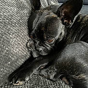 Skippy participe au concours pour gagner de l'argent avec cette photo : animal, armchair, bulldog, canine, chair, couch, dog, frenchbulldog, furniture, pet, pitbull, puppy