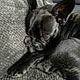 animal, armchair, bulldog, canine, chair, couch, dog, frenchbulldog, furniture, pet, pitbull, puppy