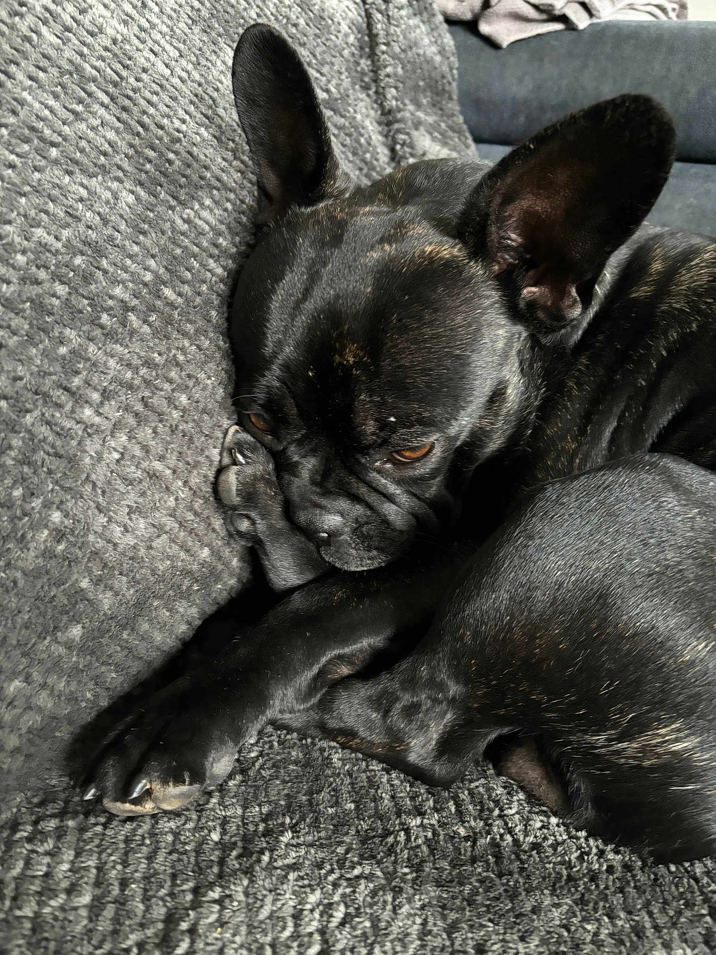 Skippy participe au concours pour gagner de l'argent avec cette photo : animal, armchair, bulldog, canine, chair, couch, dog, frenchbulldog, furniture, pet, pitbull, puppy