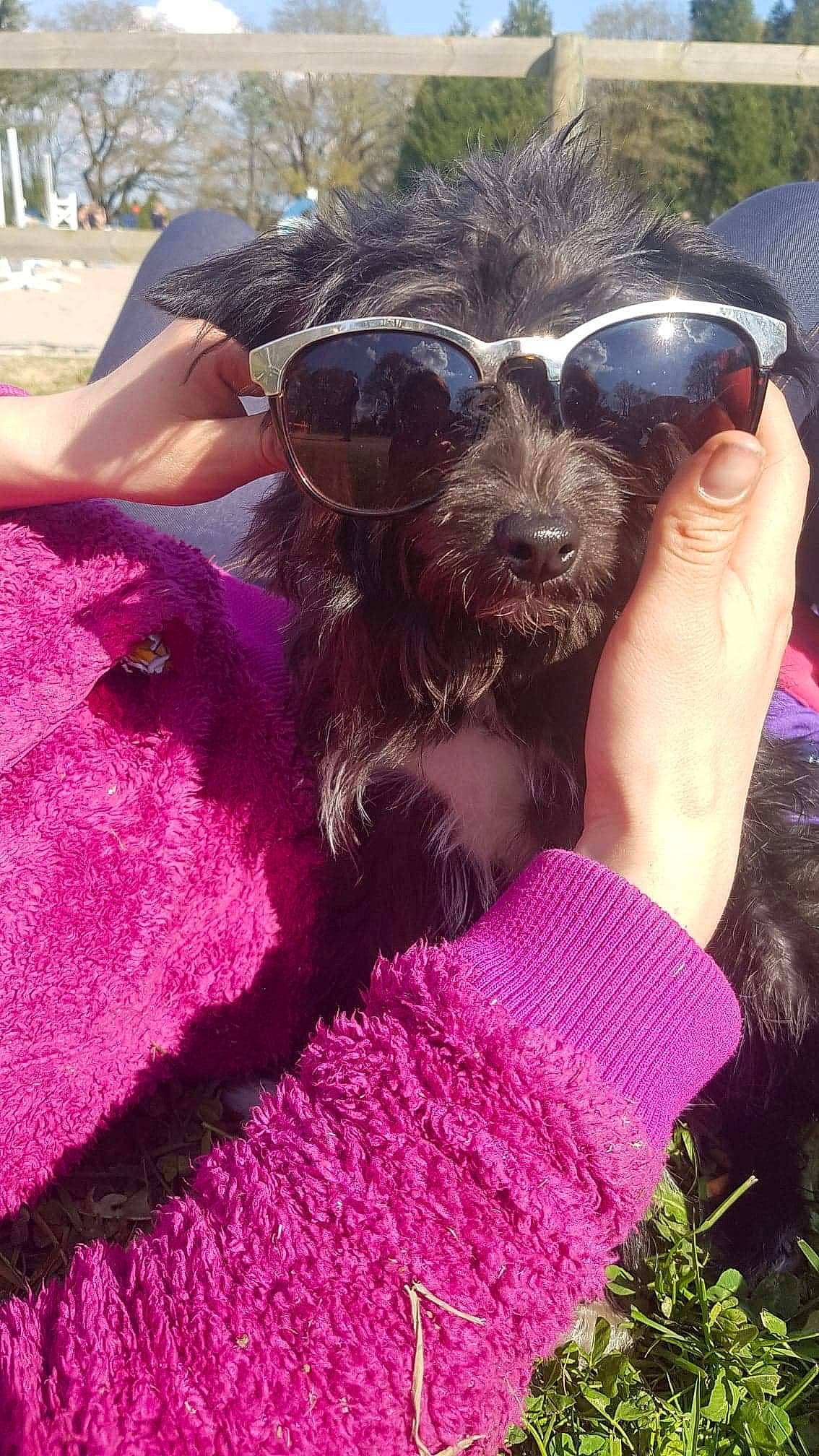Tyson participe au concours pour gagner de l'argent avec cette photo : carnivore, companion_dog, dog, dog_breed, dog_collar, eyewear, fawn, fun, gesture, grass, magenta, pink, plant, purple, selfie, snout, terrier, toy_dog, vision_care, working_animal