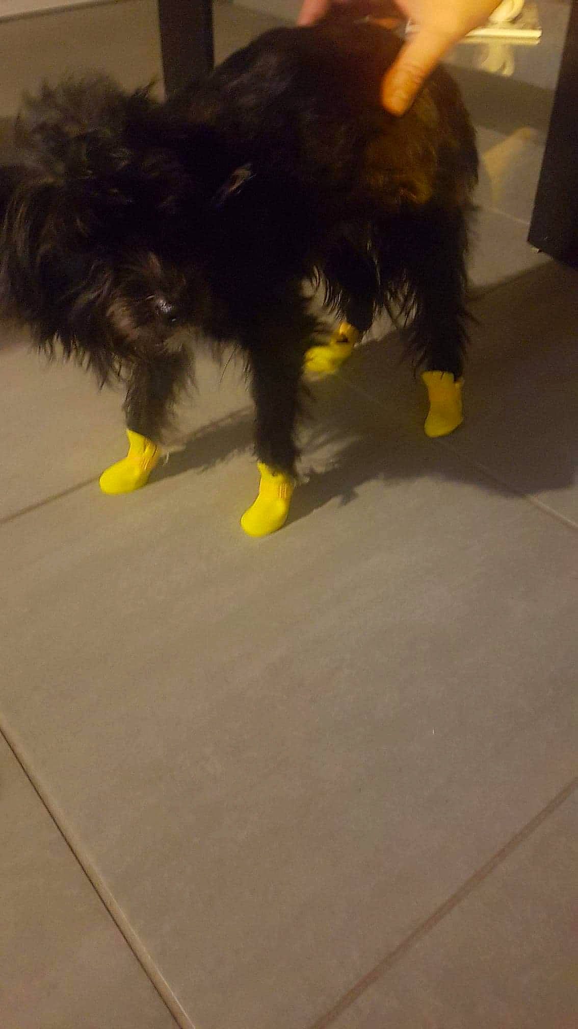 Tyson a rejoint le concours — aidez-le/la à gagner de superbes lots ! canidae, carnivore, claw, companion_dog, dog, dog_breed, door_mat, felidae, floor, flooring, fur, hardwood, paw, snout, sporting_group, tail, toy_dog, water_dog, working_animal, working_dog