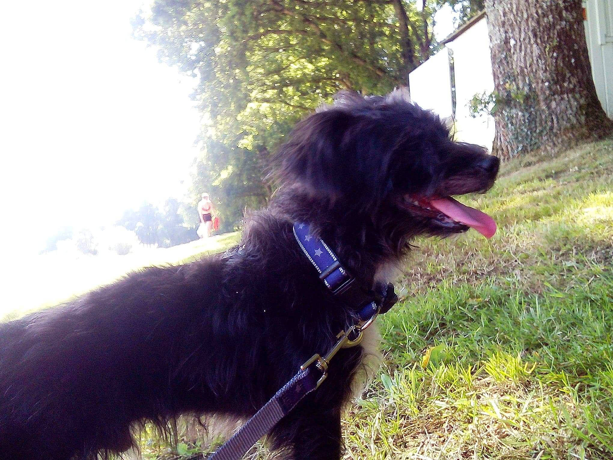 Tyson participe au concours pour gagner de l'argent avec cette photo : australian_shepherd, borador, carnivore, collar, companion_dog, dog, dog_breed, dog_collar, grass, gun_dog, liver, plant, retriever, sky, snout, spaniel, sporting_group, tints_and_shades, tree, working_animal