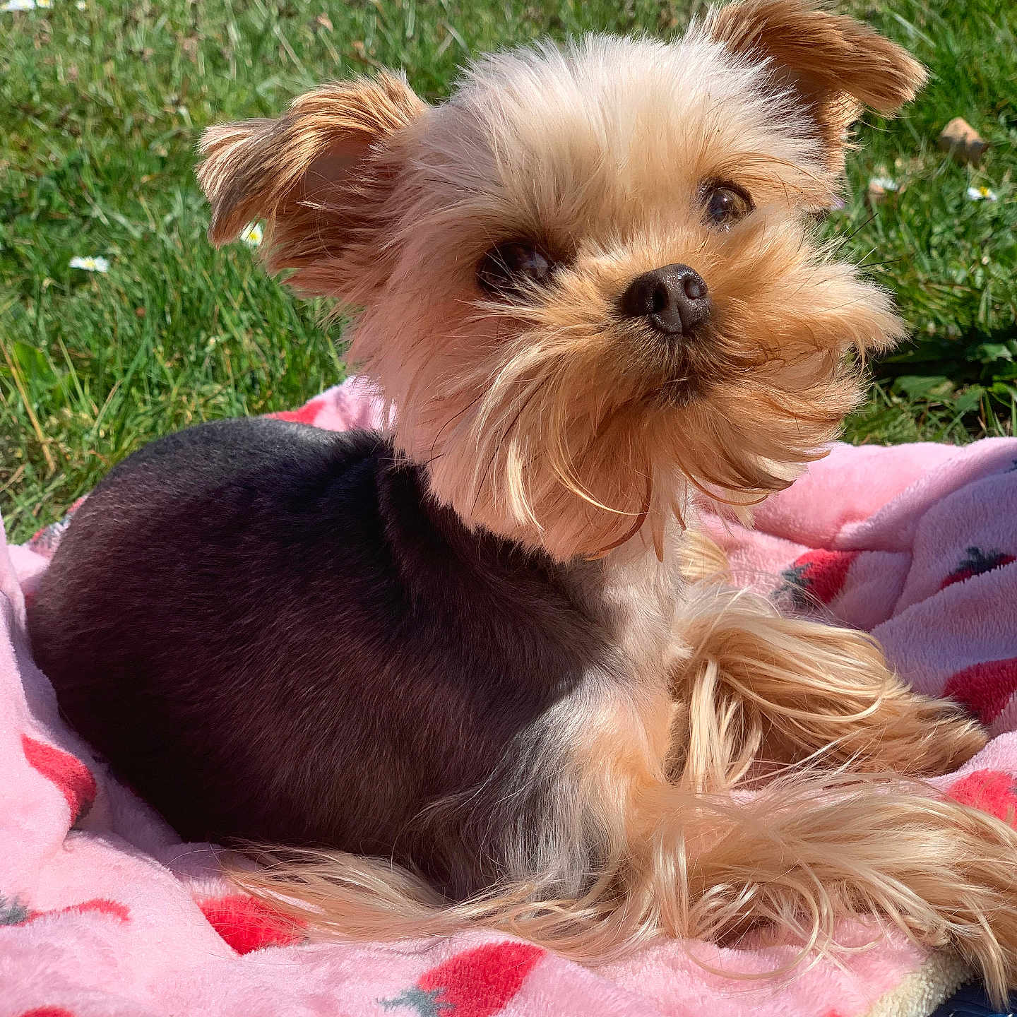 Plume participe au concours pour gagner de l'argent avec cette photo : affenpinscher, animal, ball, blanket, canine, cockerspaniel, dog, football, grass, lawn, pet, plant, poodle, puppy, soccer, soccerball, sport, terrier, towel, whitedog