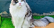 Lady a rejoint le concours — aidez-le/la à gagner de superbes lots ! cat, fluffy, long_hair, sitting, tail, green, artificial_grass, blue_wall, outdoor, pet, animal, whiskers, ears, feline, domestic_cat, portrait, fur, pink_nose, calm, cute