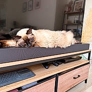Ahsoka a rejoint le concours — aidez-le/la à gagner de superbes lots ! cat, siamese_cat, sleeping, soundbar, tv_stand, remote_control, keyboard, living_room, wooden_furniture, decor, plant, pampas_grass, couch, relaxing, indoor, pet, cozy, furniture, home, resting