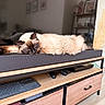 cat, siamese_cat, sleeping, soundbar, tv_stand, remote_control, keyboard, living_room, wooden_furniture, decor, plant, pampas_grass, couch, relaxing, indoor, pet, cozy, furniture, home, resting