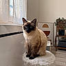 cat, siamese_cat, furry_stool, window, lace_curtains, natural_light, blue_eyes, indoor, cozy_room, modern_art, plant, wooden_floor, furniture, pet, animal, sitting, portrait, domestic, soft_texture, minimalist