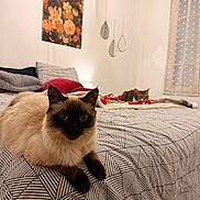 Ahsoka a rejoint le concours — aidez-le/la à gagner de superbes lots ! animal, bed, blanket, cat, cozy, curtain, cute, decor, domestic, fur, furniture, indoor, mirror, painting, pet, pillow, relaxing, resting, room, window