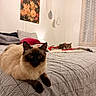animal, bed, blanket, cat, cozy, curtain, cute, decor, domestic, fur, furniture, indoor, mirror, painting, pet, pillow, relaxing, resting, room, window