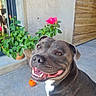 dog, pit_bull, black_dog, smiling, happy, portrait, outdoor, patio, flowers, potted_plant, pink_flower, bamboo_screen, window, concrete, tile_floor, orange_toy, collar, white_chest, short_hair, sitting