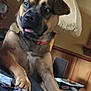 Pierre is registered to the contest to win money with this photo: dog, pet, indoor, brown, collar, furniture, lamp, table, glasses, person, jeans, paws, wood_paneling, casual, relaxed, tongue_out, close_up, domestic, friendly, cozy