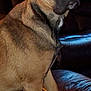 Pierre joined the competition — help win amazing prizes! dog, indoor, leather_couch, pet, brown_fur, animal, sitting, closeup, house, furniture, canine, companion, looking, ears, paw, domestic_animal, pet_owner, resting, window, light_reflection