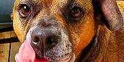 Pierre is registered to the contest to win money with this photo: dog, brown_dog, tongue, close_up, pet, animal, indoor, face, ears, eyes, snout, canine, licking, fur, mouth, cute, friendly, domestic_animal, expression, portrait