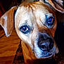 dog, close_up, indoor, brown_fur, ears, eyes, nose, pet, animal, portrait, looking, face, whiskers, fur, canine, domestic_animal, expression, cute, companion, warm_lighting