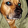 dog, pet, blanket, close_up, cozy, brown_fur, animal, face, portrait, indoors, snout, whiskers, fur, canine, expression, wrapped, soft_texture, comfort, relaxed, warm