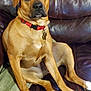 dog, brown_dog, collar, pet, indoor, leather_couch, relaxed, seated, canine, animal, paw, fur, domestic_animal, looking, sideways_glance, companion, household, mammal, red_collar, resting