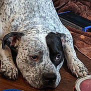 Coby is registered to the contest to win money with this photo: dog, lying_down, spotted, black_patch, wooden_floor, blanket, toy, rope, indoor, pet, can, relaxed, brown, white, close_up, animal, domestic, floor, resting, cute