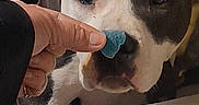 Quinn joined the competition — help win amazing prizes! dog, pet, indoor, hand, finger, candy, gummy, white, black_patch, sniffing, animal, cute, playful, closeup, face, nose, expression, background, human_interaction, domestic
