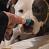 animal, background, black_patch, candy, closeup, cute, dog, domestic, expression, face, finger, gummy, hand, human_interaction, indoor, nose, pet, playful, sniffing, white
