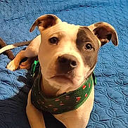 Quinn joined the competition — help win amazing prizes! dog, puppy, pet, bandana, blue_blanket, cute, indoor, looking_up, young_dog, animal, canine, ears, face, fur, lying_down, domestic_animal, friendly, adorable, portrait, brown_and_white