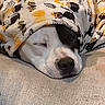 animal, black, blanket, calm, closeup, comfort, cozy, cushion, cute, dog, fabric, indoor, nap, orange, pattern, pet, relaxation, resting, sleeping, white