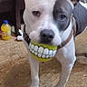 animal, ball, black_patch, canine, collar, dog, domestic, expression, floor, funny, furniture, household, indoor, mouth, pet, playful, smile, standing, toy, white