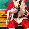 Quinn joined the competition — help win amazing prizes! santa_claus, dog, bench, person, costume, holiday, christmas, red_suit, white_beard, glasses, green_scarf, indoor, festive, puppy, wooden_bench, smiling, portrait, holiday_theme, background, celebration