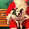 Quinn is registered to the contest to win money with this photo: santa_claus, dog, bench, red_costume, white_beard, glasses, holiday, festive, indoor, green_background, black_boots, pet, animal, human, portrait, smiling, christmas, costume, floor, fur