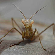 Mante Religieuse participe au concours pour gagner de l'argent avec cette photo :