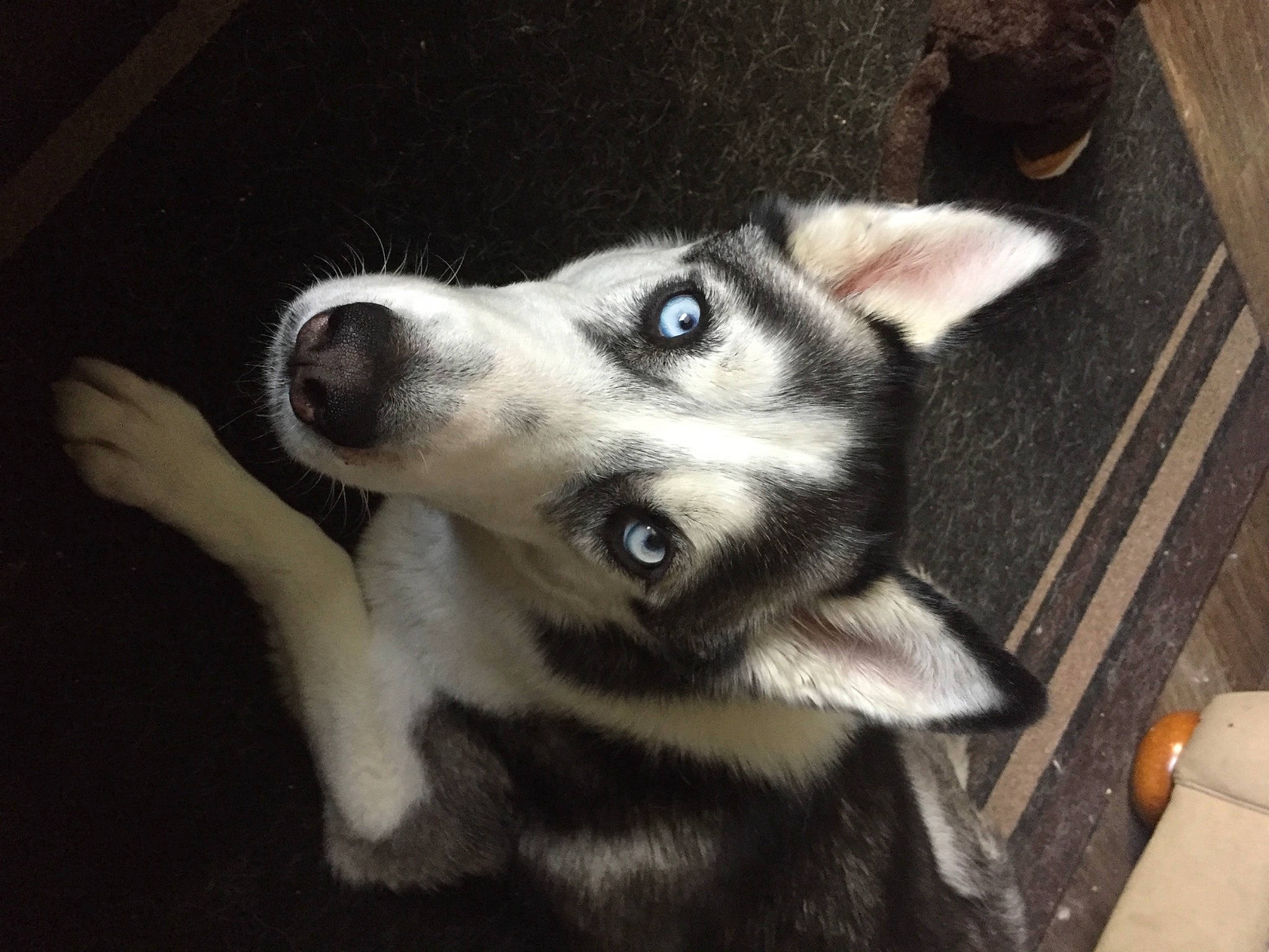 Akira joined the competition — help win amazing prizes! canidae, canis, carnivore, companion_dog, dog, dog_breed, east_european_shepherd, fawn, flooring, fur, jaw, non_sporting_group, siberian_husky, sled_dog, snout, sporting_group, terrestrial_animal, whiskers, working_animal, working_dog